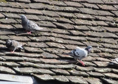 Columba livia domestica