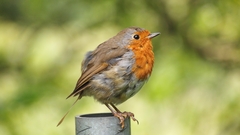 Erithacus rubecula