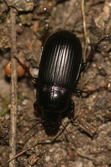 Zabrus tenebrioides