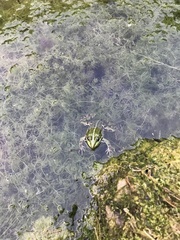 Pelophylax
