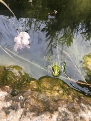 Pelophylax