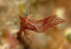 Tubulariidae