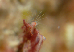Tubulariidae