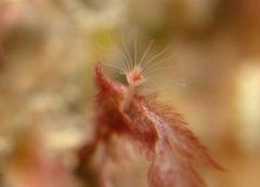 Tubulariidae