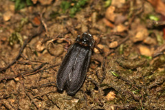 Lamprohiza splendidula