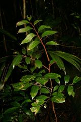 Austromuellera valida