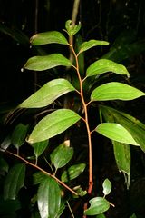 Austromuellera valida