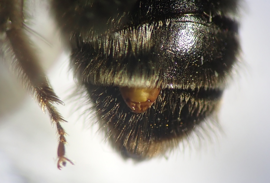 Stylopidae