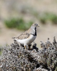 Least Seedsnipe photo 3