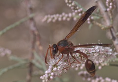 Delta hottentotum elegans