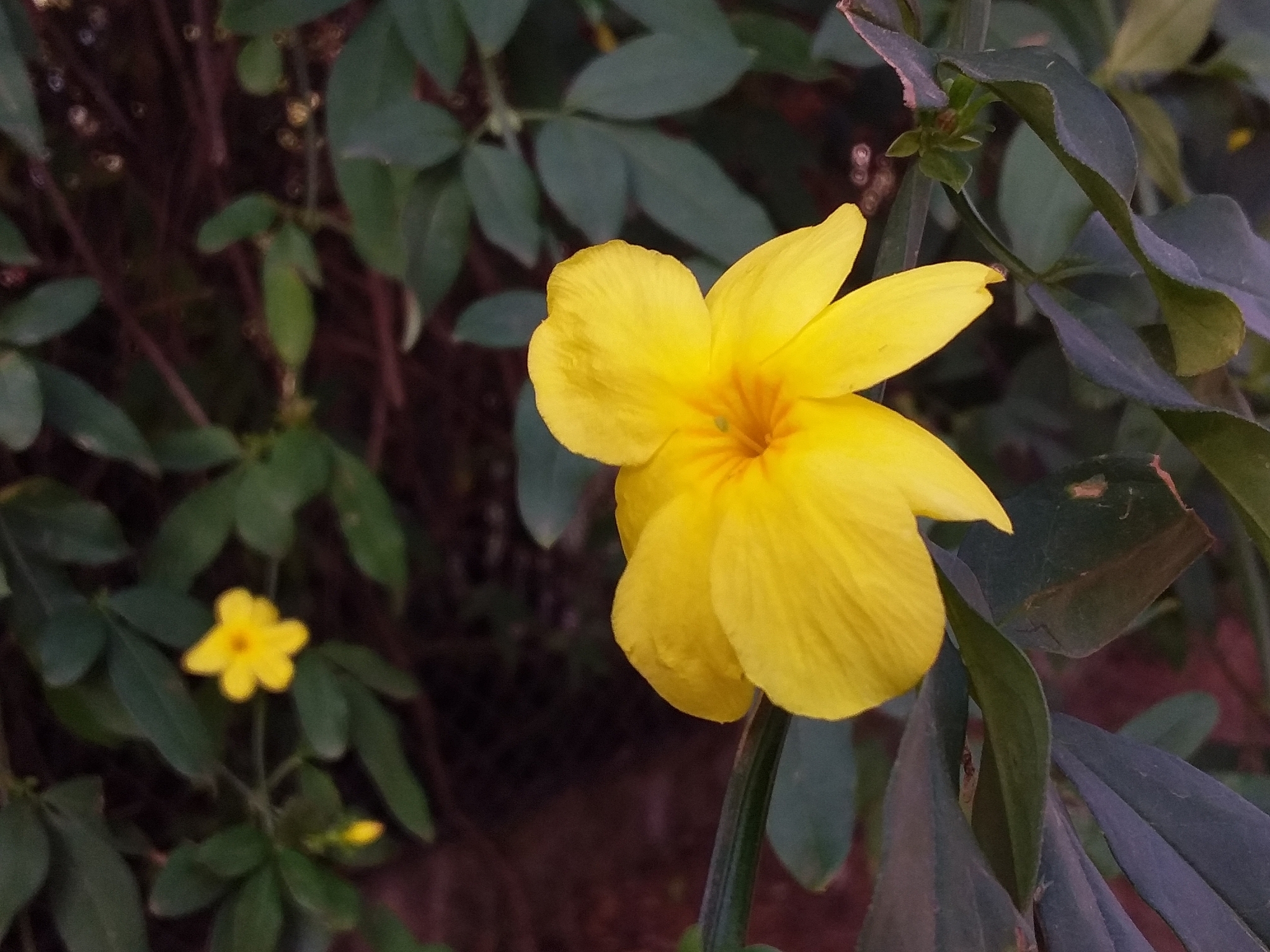Jasminum mesnyi
