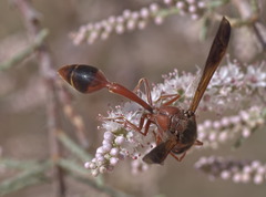 Delta hottentotum elegans