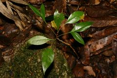 Austromuellera valida