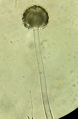 Aspergillus