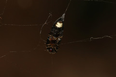 Lamprohiza splendidula