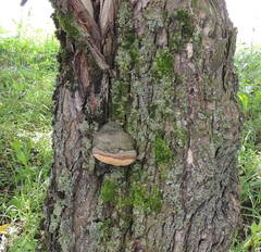 Phellinus igniarius