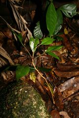 Austromuellera valida