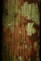 Austromuellera valida