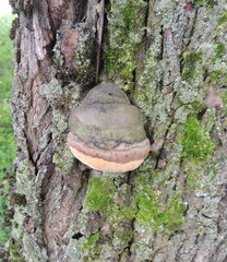Phellinus igniarius