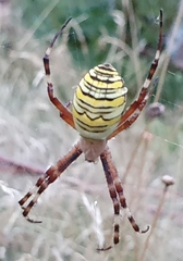 Argiope bruennichi