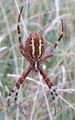 Argiope bruennichi