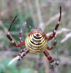 Argiope bruennichi