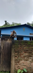 Macaca mulatta
