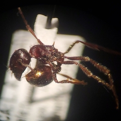 Pogonomyrmex rugosus