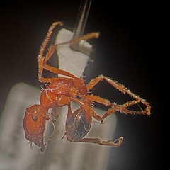 Pogonomyrmex californicus