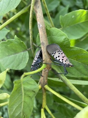 Lycorma delicatula