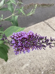 Buddleja davidii
