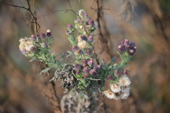 Erigeron