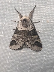 Furcula occidentalis