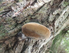 Phellinus igniarius
