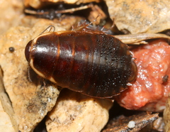 Poeciloblatta angusta