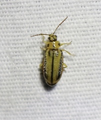 Xanthogaleruca luteola