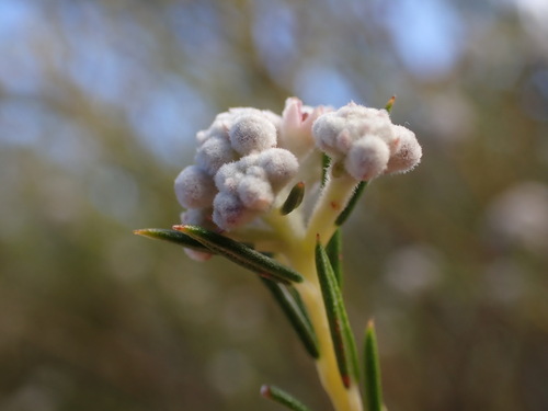 Phylica cryptandroides (Phylica cryptandroides)