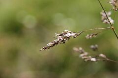 Deschampsia cespitosa cespitosa