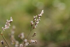Deschampsia cespitosa cespitosa