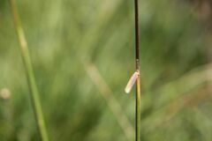 Deschampsia cespitosa cespitosa