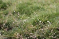Deschampsia cespitosa cespitosa