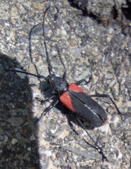 Purpuricenus humeralis
