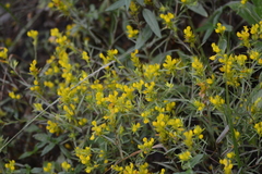Orthocarpus luteus