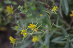 Orthocarpus luteus
