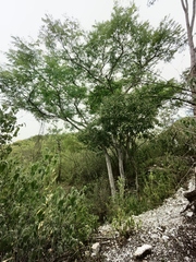 Conzattia multiflora