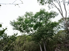 Conzattia multiflora