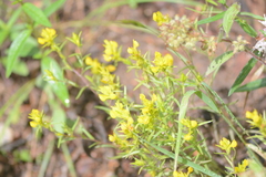 Orthocarpus luteus