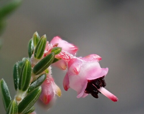 Image of Erica lucida by (c) Ren Hoekstra, some rights reserved (CC BY)