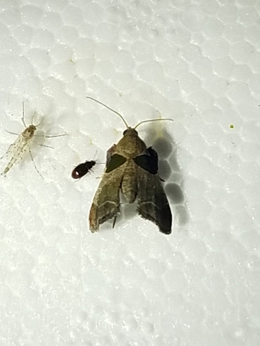 Dimorphic Tosale Moth