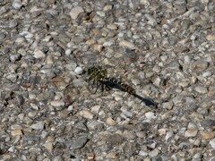 Onychogomphus forcipatus